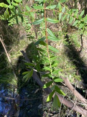 Melaleuca hypericifolia