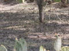 Chondestes grammacus