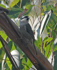 Melithreptus validirostris