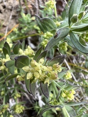 Galium serpenticum