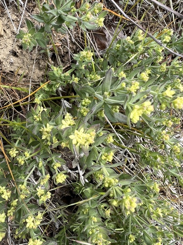 Image of Galium serpenticum by no rights reserved