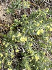 Galium serpenticum