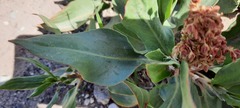 Rumex venosus