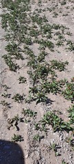 Rumex venosus