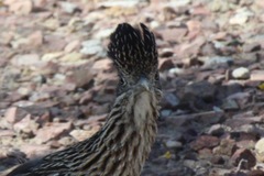 Geococcyx californianus