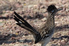 Geococcyx californianus