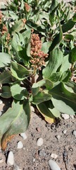 Rumex venosus