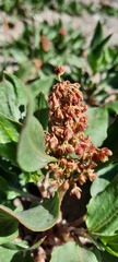 Rumex venosus