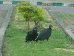 Coragyps atratus