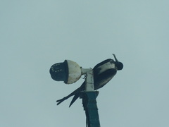 Fregata magnificens