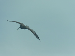 Pelecanus occidentalis