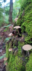 Favolaschia manipularis
