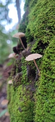 Favolaschia manipularis