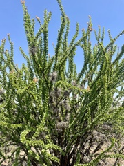 Fouquieria formosa