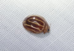 Bothrocalvia albolineata