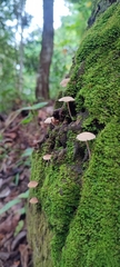 Favolaschia manipularis