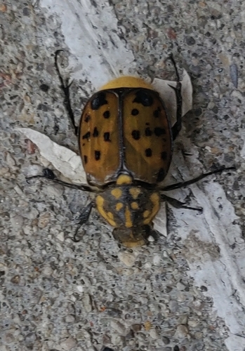 Maculated Scarab photo 4