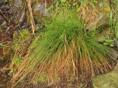 Juncus laccatus