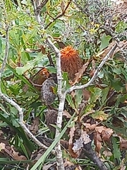 Banksia quercifolia