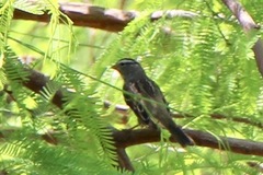 Zonotrichia leucophrys