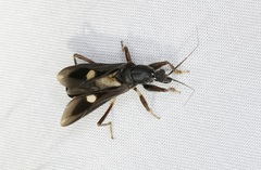 Ectomocoris atrox