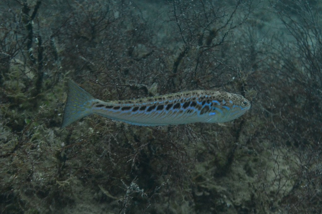 Trakonya (Trachinus draco)