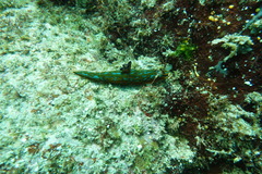 Tambja abdere