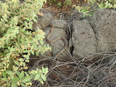 Masticophis anthonyi