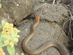 Masticophis anthonyi