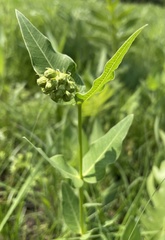 Asclepias meadii