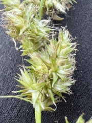 Carex alma
