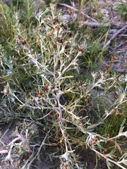 Gnaphalium uliginosum