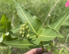 Asclepias meadii