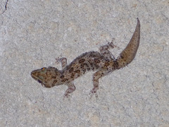 Hemidactylus angulatus