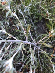 Gnaphalium uliginosum