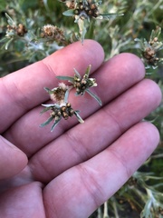 Gnaphalium uliginosum