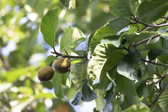 Artocarpus chaplasha