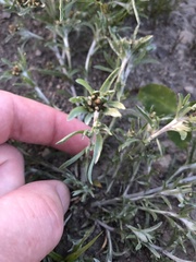 Gnaphalium uliginosum