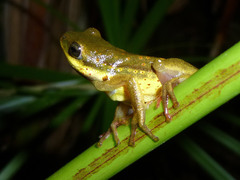 Hyperolius viridiflavus