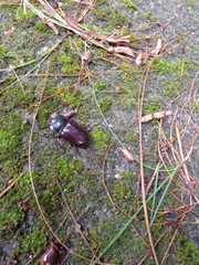 Heterogomphus dilaticollis