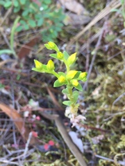 Sedum radiatum