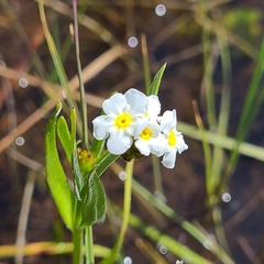 Plagiobothrys figuratus
