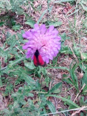 Zygaena purpuralis