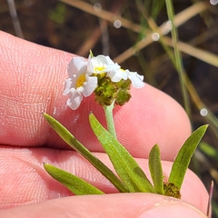 Plagiobothrys figuratus