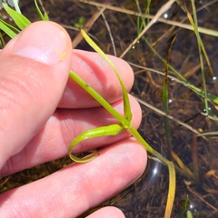 Plagiobothrys figuratus