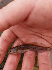 Lepidogobius lepidus