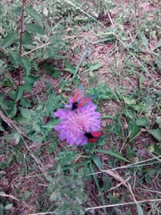 Zygaena purpuralis