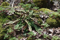 Asplenium scolopendrium americanum