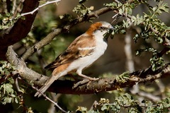 Passer motitensis