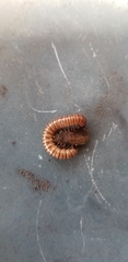 Paradoxosomatidae